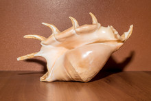 Giant Spider Conch Shell Or Lambis Truncata