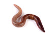 © kolesnikovserg - one earthworms isolated on white background