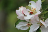 Fototapeta Kwiaty - Junger Apfelbaum im Garten mit Blüten, Blumen, Rapsfeld,Bienen, Marienkäfern