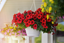 Baskets Of Hanging Petunia Flowers On Balcony. Petunia Flower In Ornamental Plant.