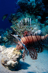 Lionfish swimming in front of Coral with blue of the sea in the background