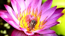 Bug Eating Pollen Of Lotus Flower