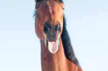 Funny Closeup Portrait Of Horse