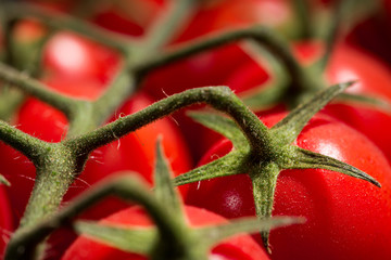 Tomatoes on the vine