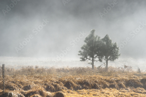 Stampe Couple of pine tree in the mystery fog, Yosemite National Park, California USA