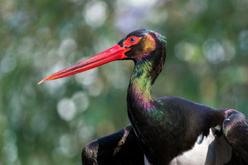 Wall Mural - Black stork - Ciconia nigra