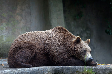 Wall Mural - Brown bear, captive. A brown bear male specimen, taken out of profile. Bear lying down, full figure.