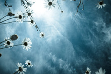 Flower And Sky