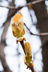Wall Mural - Chestnut tree twig, macro view branch buds, first leaves. Springtime park still life photo. Shallow depth field, soft focus.