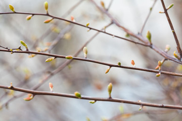 Wall Mural - Tender spring nature landscape tree twigs, buds and fresh leaves. Beautiful pastel colors background. Shallow depth of field, selective focus