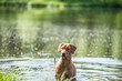 © Mariana - dog swims in the lake