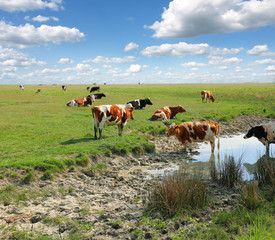 Canvas Print - Cows on a watering place