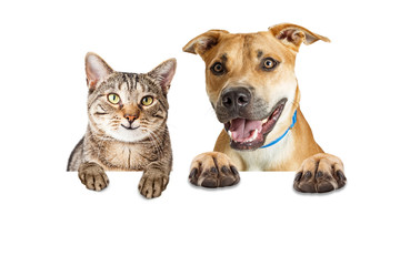 Wall Mural - Happy Cat and Dog Over White Banner