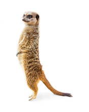 Meerkat Standing Profile Isolated