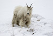 Mountain goat on snow hill with dirty face and body from eating forage from ground