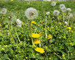 Dandelion seeds and flowers in garden or lawn, seeds ready for dispersal by wind or touch