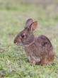 Marsh rabbit in deep grass, portrait in profile view