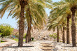 Palmy w pobliżu parku Riam w Muscat. 