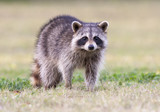 Fototapeta Mapy - Raccoon standing on green grass in middle of field in county park in Florida