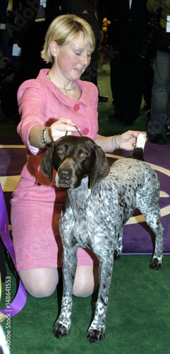 German Short Haired Pointer Wins Best In Show In Westminster