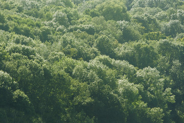 Backdrop of trees