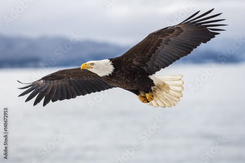 Fotografie, Obraz Bald eagle soaring over Alaska Bay near Homer