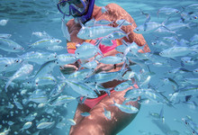 Woman Is Snorkeling And Feeding Fishes In A Clear Water Of Indian Ocean