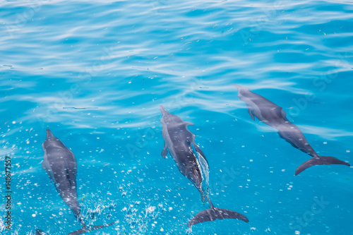 Plakat Delfiny pływa w jasnym turkusowym jasnym oceanu wodzie