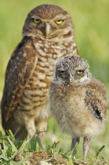 Sticker - Burrowing Owls