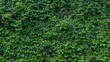 green wall, plants background