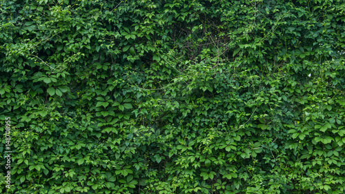 Cuadros en Lienzo green wall, plants background