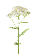  Yarrow (Achillea Millefolium) Flower Isolated On White Background