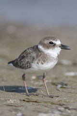 Sticker - Wilson's Plover, Charadrius wilsonia