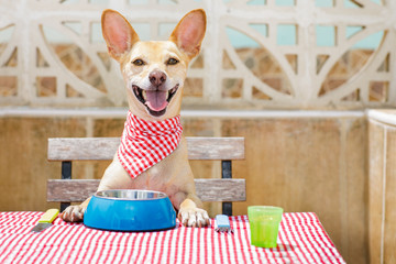 Wall Mural - dog eating a the table with food bowl