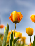 Fototapeta Tulipany - Yellow tulips against the blue sky in the nature