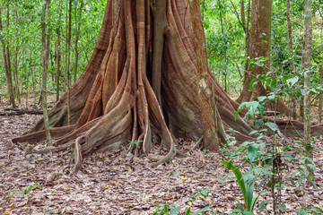 Wall Mural - A giant tree with buttress roots in the forest, Costa Rica