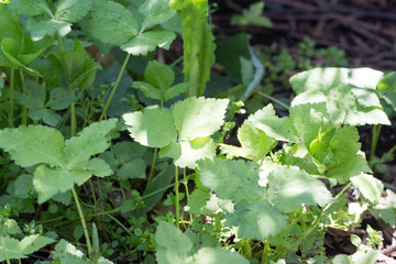 Growing Cryptotaenia japonica also known as Mitsuba