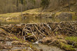 Beaver dam in the swamp