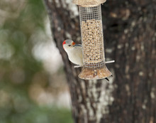 Red-bellied Woodpecker Feeding In Wire Feeder In Backyard With Tree In Background