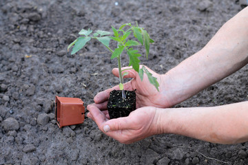 Tomato seedling with clod of earth in palms of hands. Close up.