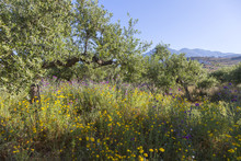 Blue Sky And Distant Hills On Peloponnese In Greece With Foreground Of Colorful Flowers And Olive Trees