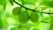 Close Up On Fresh Japanese Apricot Or Chinese Plum On The Tree With Blurred Green Background