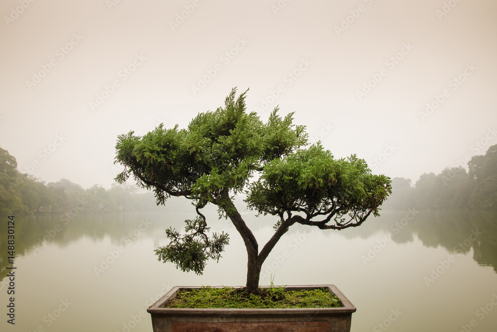 Japanese bonsai tree in pot at zen garden Bonsai is a Japanese art form using trees grown in containers - obrazy, fototapety, plakaty 