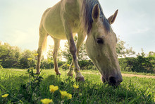 A Horse Is Grazing On Green Pasture On A Bright Sunny Day. Rural Landscape