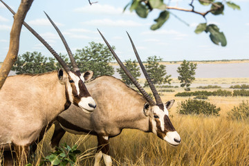 Two Gemsbok in the Savannah