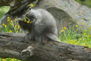 Wall Mural - porcupine eating on log