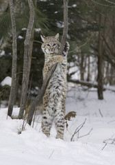 Wall Mural - bobcat in deep white snow