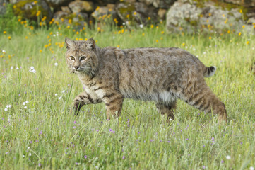 Wall Mural - bobcat in deep green grass