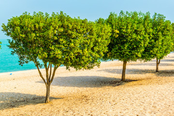 Wall Mural - View of a beach with an orchard in the Kuwait city.