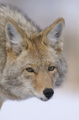 Wall Mural - coyote